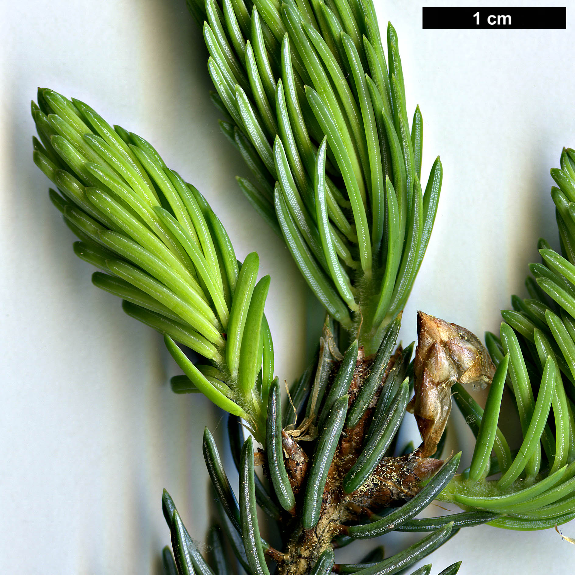 High resolution image: Family: Pinaceae - Genus: Picea - Taxon: likiangensis - SpeciesSub: var. rubescens